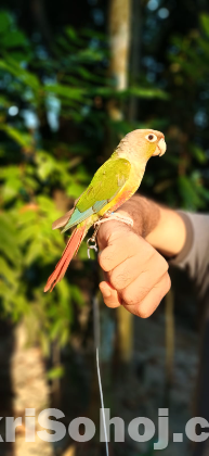 পাইনাপেল কুনুর পাখি